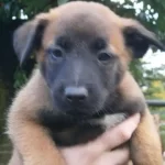 Belçika Malinois Yavruları