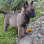 Belçika Malinois Yavruları