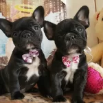 Irk Garantili French Bulldog Yavruları