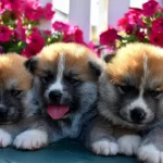 Irk Garantili Akita İnu Yavruları