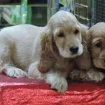 Irk Garantili Cocker Yavruları