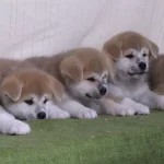 Japon Akita İnu Yavruları