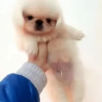 Dünya Tatlısı Pekinez Yavruları