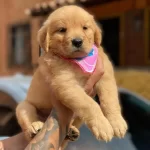 Golden Retriever Yavruları