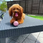 Toy Poodle Irk Garantili Yavrular