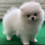 Pomerani̇an Yavruları