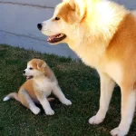 Irkının İyisi Japon Akita İnu Yavruları