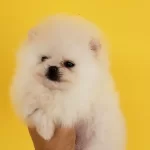 Pomeranian Boo Yavruları