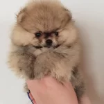Gerçek Pomeranian Yavruları