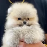 % 100 Ayi Surat Pomeranian Yavruları