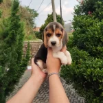 Irk Garantili Beagle Yavruları