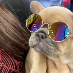 Özel Renk French Bulldog