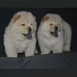 Irk Garantili Chow Chow Yavruları