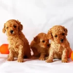 Toy Poodle Yavruları
