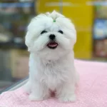 Fci A Secere Maltese Yavruları