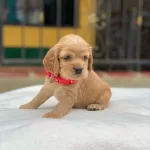 Dünya Tatlısı Cocker Yavruları