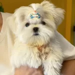 Fci A Secere Maltese Yavruları