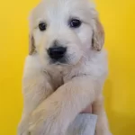Baby Face Golden Retriever Yavruları