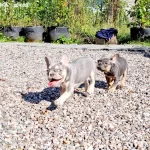 Lilac Tan French Bulldog Yavruları