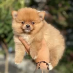 Dünya Tatlısı Spitz Yavruları