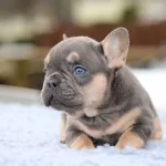 Özel Renk French Bulldog Yavruları