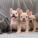 Exotic Ve Nadir Renklerde French Bulldog