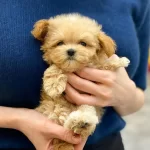 Efsane Maltipoo Yavruları
