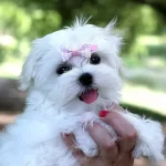 Dünya Güzeli Maltese Yavruları