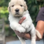 Golden Retriever Yavruları