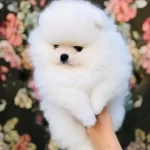 Beyaz Ayı Surat Pomeranian Yavruları