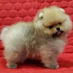 Özel Renk Pomeranian Yavruları