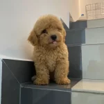 Toy Poodle Kalitesinde Maltipoo Yavruları