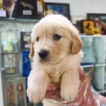 Golden Retriever Yavruları