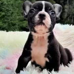 Özel French Bulldog Yavruları