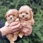Efsane Güzellikte Maltipoo Yavruları