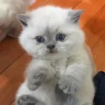 British Shorthair Yavruları