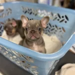 French Bulldog Yavruları
