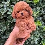 Sevimli Toy Poodle Yavruları