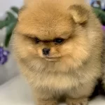 Pomeranian Boo Yavruları