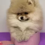Pomeranian Boo Yavruları