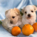 Tatlı Maltipoo Yavruları