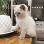 British Shorthair Yavruları