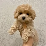 F2 Maltipoo Yavruları