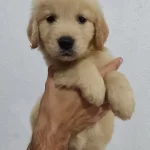 Golden Retriever Yavruları