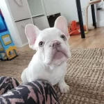 French Bulldog Yavrusu