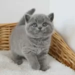 British Shorthair Yavruları