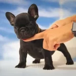 Irk Garantili French Bulldog Yavruları