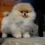 Orjinal Pomeranian Yavruları