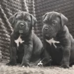 Irk Garantili Cane Corso Yavruları