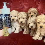 Irk Garantili Maltipoo Yavruları